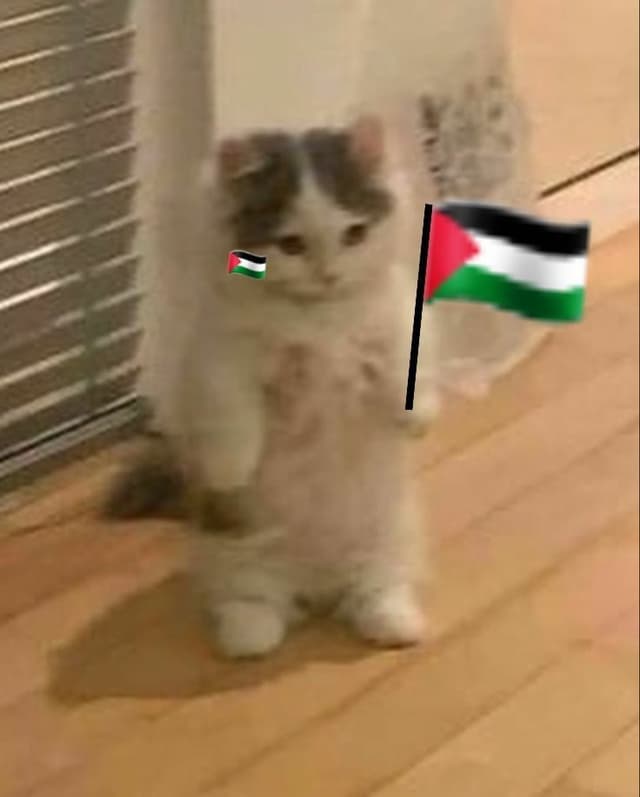 catInBox
